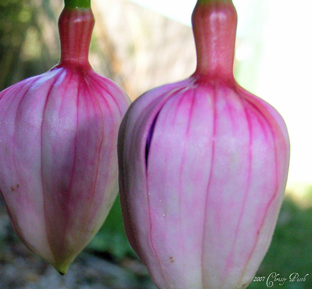معرفی و راهنمای پرورش گیاهان زینتی - گوشواره